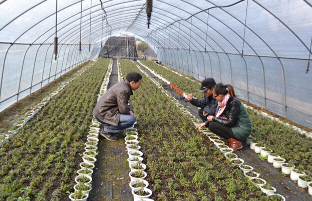 福建光澤中藥材種植面積超5萬畝