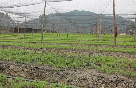 定西隴西建設千畝中藥材種植基地