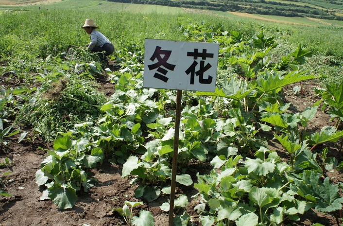 中藥材種植成為桂林市農(nóng)民增收新亮點(diǎn)