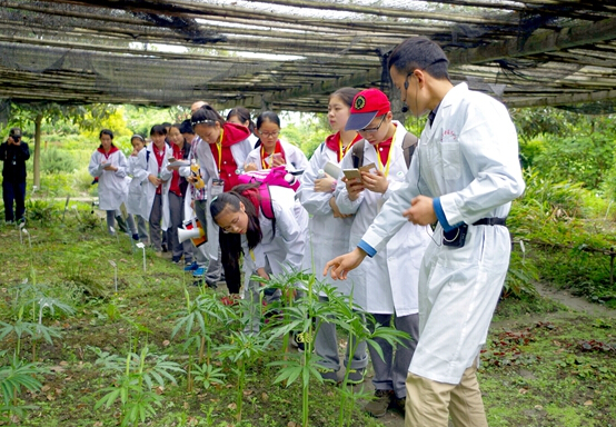 成都市泡桐樹(shù)中學(xué)82名中學(xué)生進(jìn)入藥用植物園尋找指定中草藥