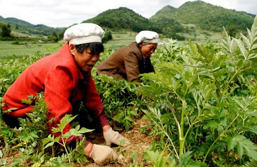 中藥材種植：都有哪些中藥材除草劑？