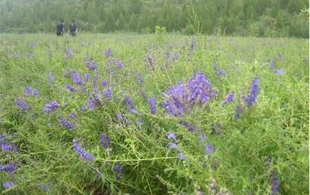 山西省陵川縣打造3000畝中藥材種植基地