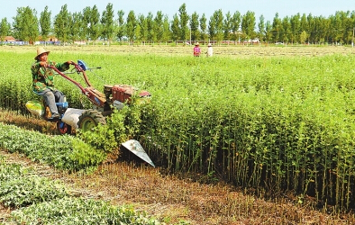 靖遠縣立足資源稟賦優(yōu)勢大力種植中藥材