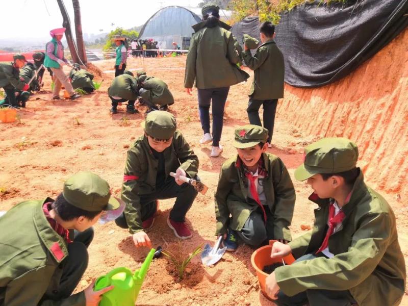 勞動實踐：種植萱草