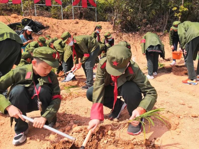 勞動實踐：種植萱草