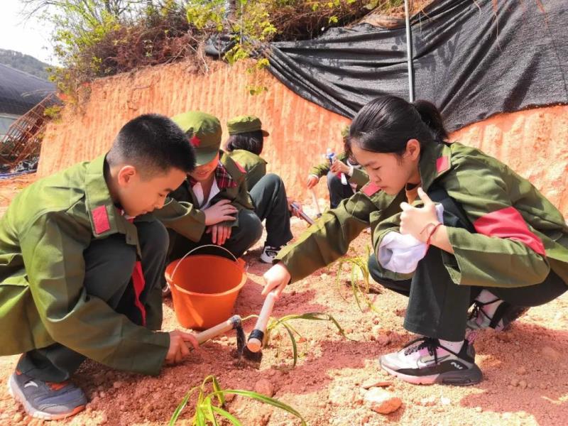 勞動實踐：種植萱草