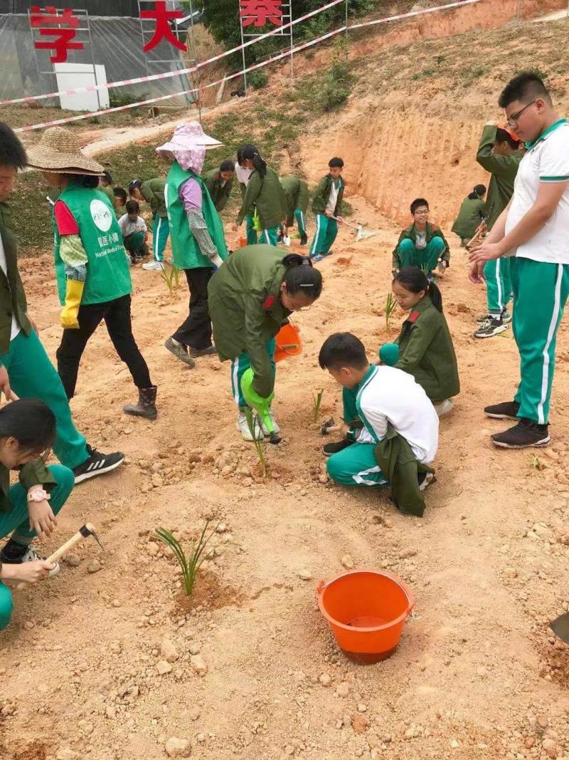 勞動實踐：種植藥苗