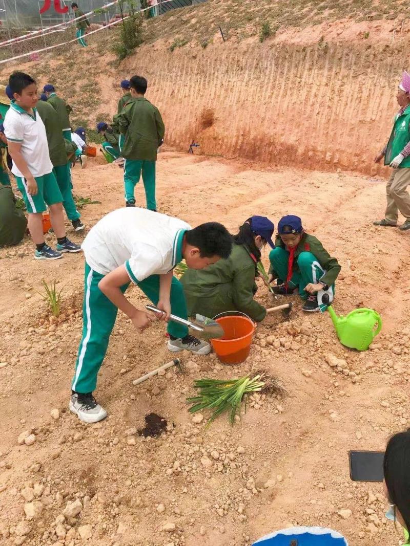 勞動實踐：種植藥苗